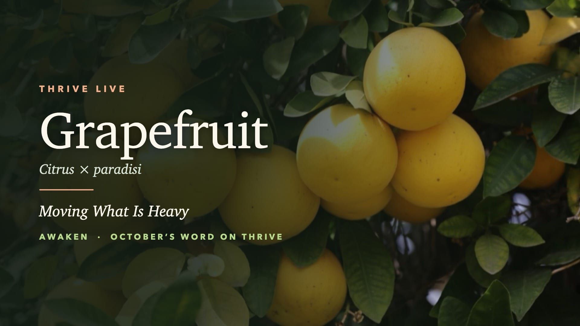 Grapefruit LIVE event 2026 Event Replay