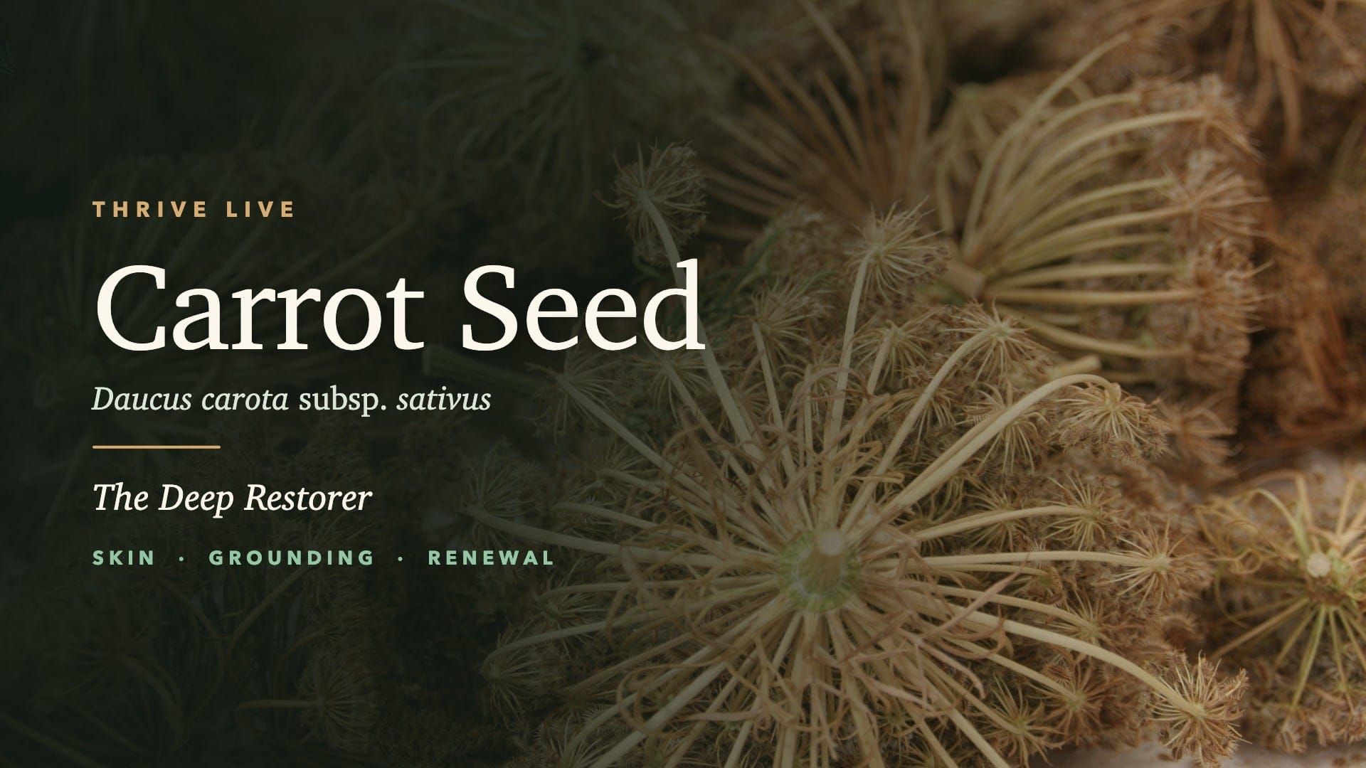 Thrive Live - Carrot Seed Thrive Live event replay