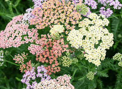 Yarrow June 2023 Replay