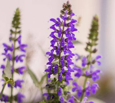 Clary Sage July 2022 Replay