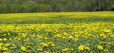 Discovering the Joys of Dandelion Infusion: A Tea Connoisseur's Spring Delight