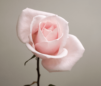 Silky Rose Petal Serum