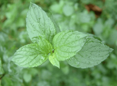 Bergamot Mint June 2024 Replay
