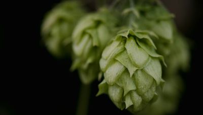 The Oil Within the Plant: Hops