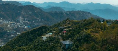 The Oil Within the Plant: Tamala ct linalool