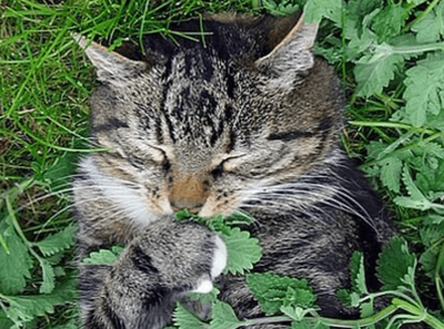 Catnip January 2025 Replay