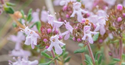 April 2025: Oregano Recap and Test Your Knowledge Quiz