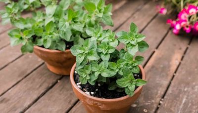 Implement: Case Study with Oregano