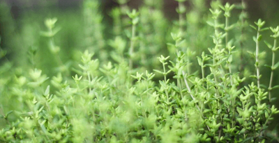 Thyme Benchmark March 2025 Replay