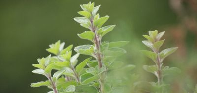 The Plant Behind the Oil: Oregano