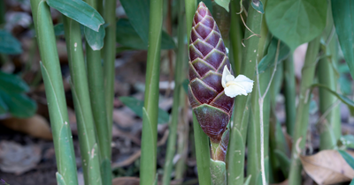 The Oil within the Plant: Plai