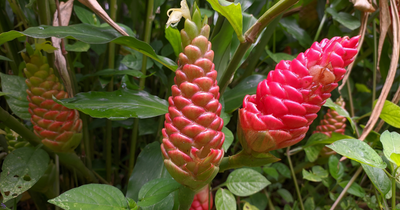 May 2025: Plai Recap and Test Your Knowledge Quiz