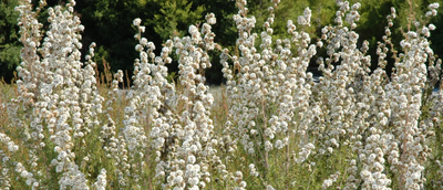 The Oil Within the Plant: Fragonia™