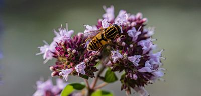 Oregano April 2025 Replay