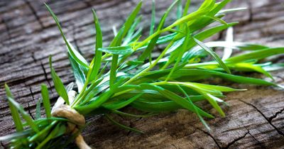 The Oil Within the Plant: Tarragon