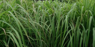 The Oil Within the Plant: Gingergrass