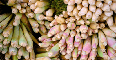 July 2025: Gingergrass Recap and Test Your Knowledge Quiz