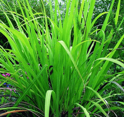 The Plant Behind the Oil: Gingergrass