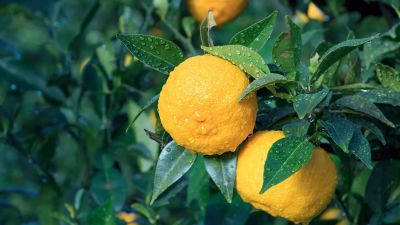 The Oil Within the Plant: Yuzu