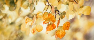 Welcoming the Shifts of September with Yuzu’s Golden Light