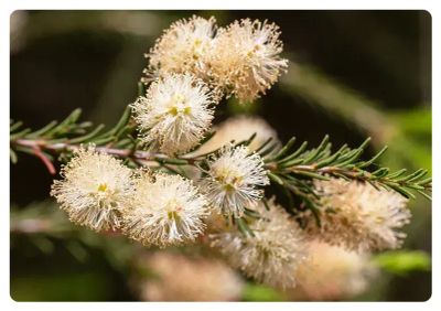 The Oil Within the Plant: Rosalina