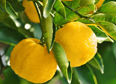 The Plant Behind the Oil: Yuzu