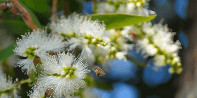 Plant Behind the Oil: Rosalina