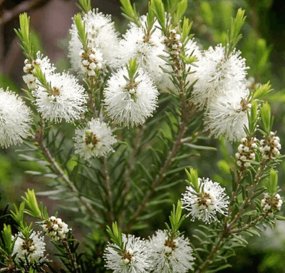 Rosalina November 2025 Replay