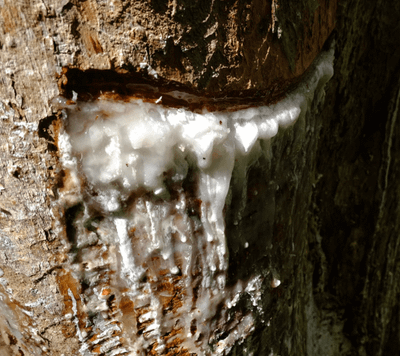 The Plant Behind the Oil: Elemi