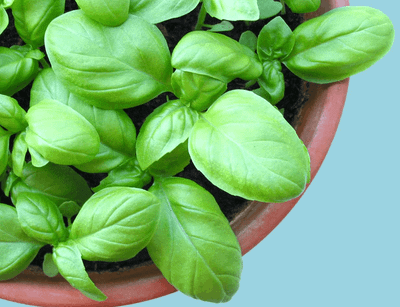 Sweet Basil May 2026 Replay
