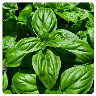 The Oil Within the Plant: Sweet Basil