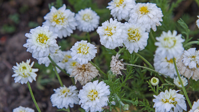The Oil Within the Plant: Roman Chamomile