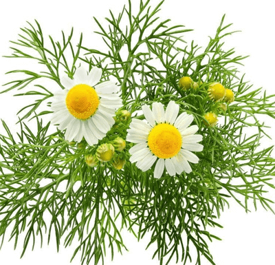 The Plant Behind the Oil: Roman Chamomile