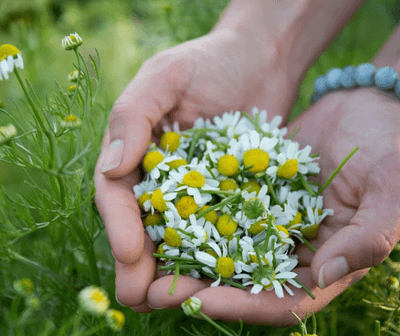 Roman Chamomile June 2026 Event Replay
