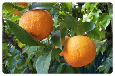 The Oil Within the Plant: Petitgrain