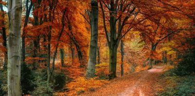 An autumn beech forest path covered in fallen orange leaves