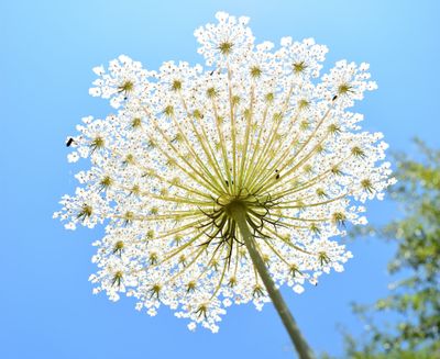Wild carrot umbel in full bloom seen from below against a blue sky, its rays spreading from the central stem
