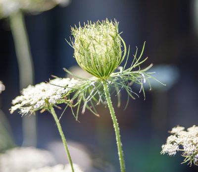 Wild carrot seed head curled into a cupped bird nest shape, backlit, with an open white umbel beside it