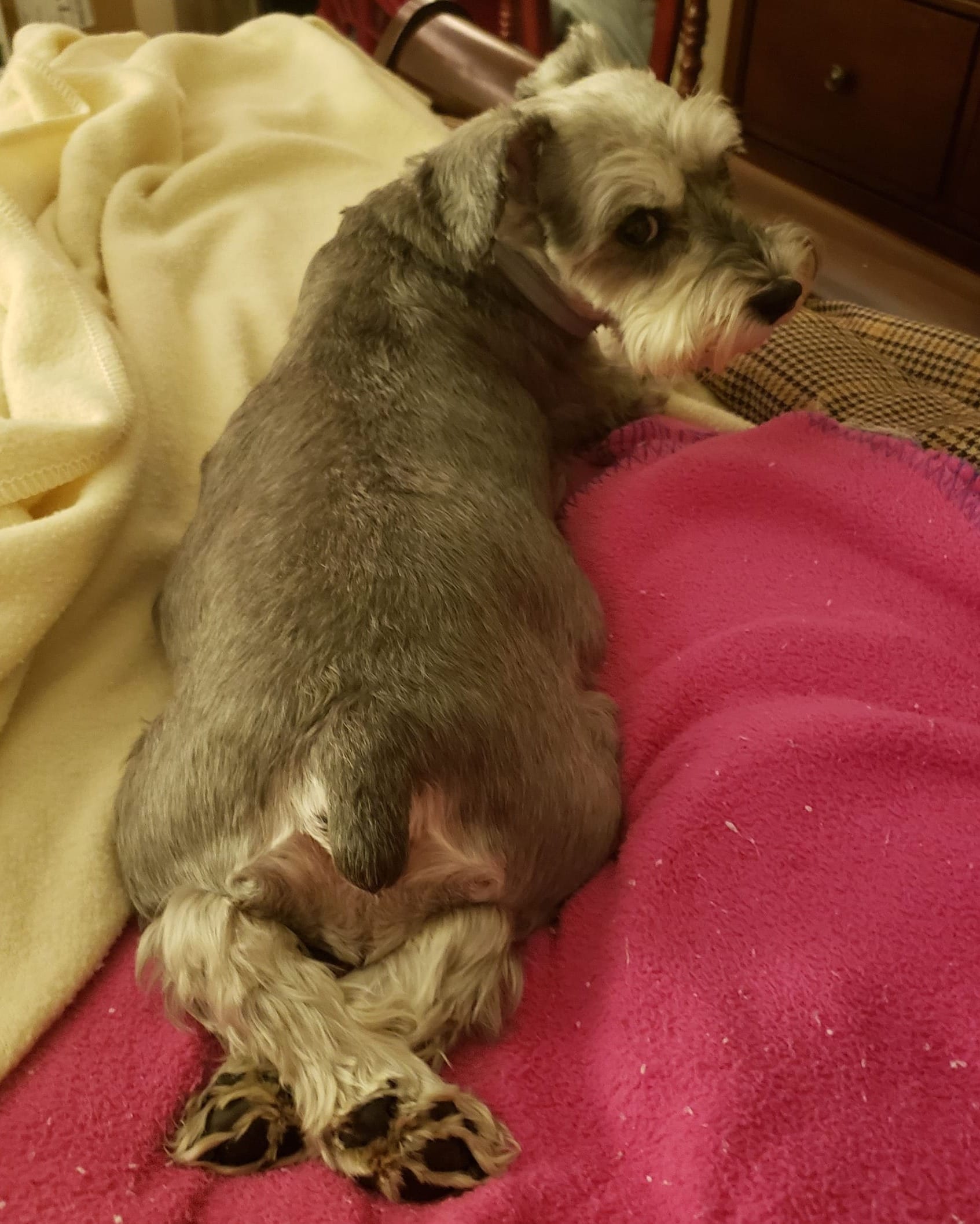 Cassie, a salt and pepper miniature schnauzer, lays on a bed with her back paws crossed, facing away from the camera with her head turned to glare at me.