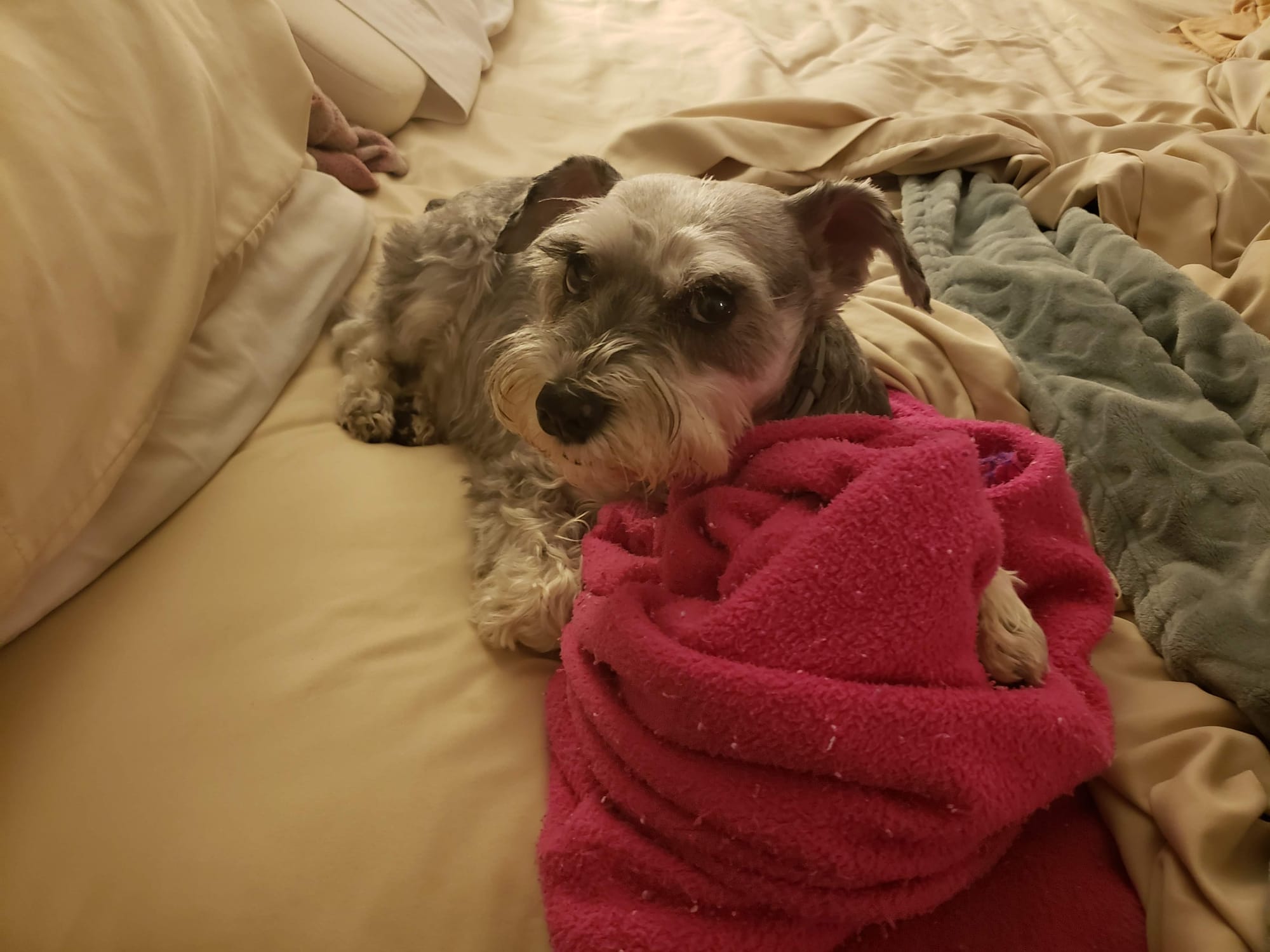 Cassie, a salt and pepper miniature schnauzer, glares at the camera