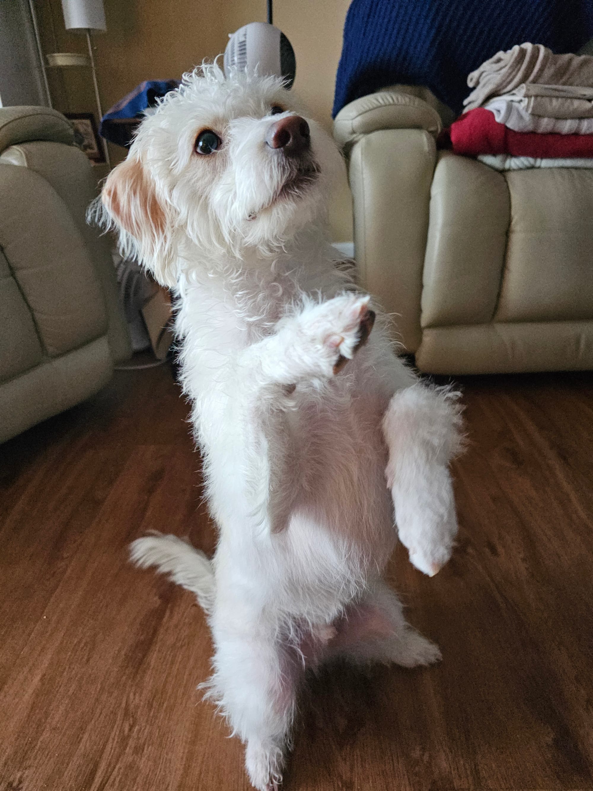Oliver, a cream dog with tan ears, sits on his hind legs and holds up his front paws.