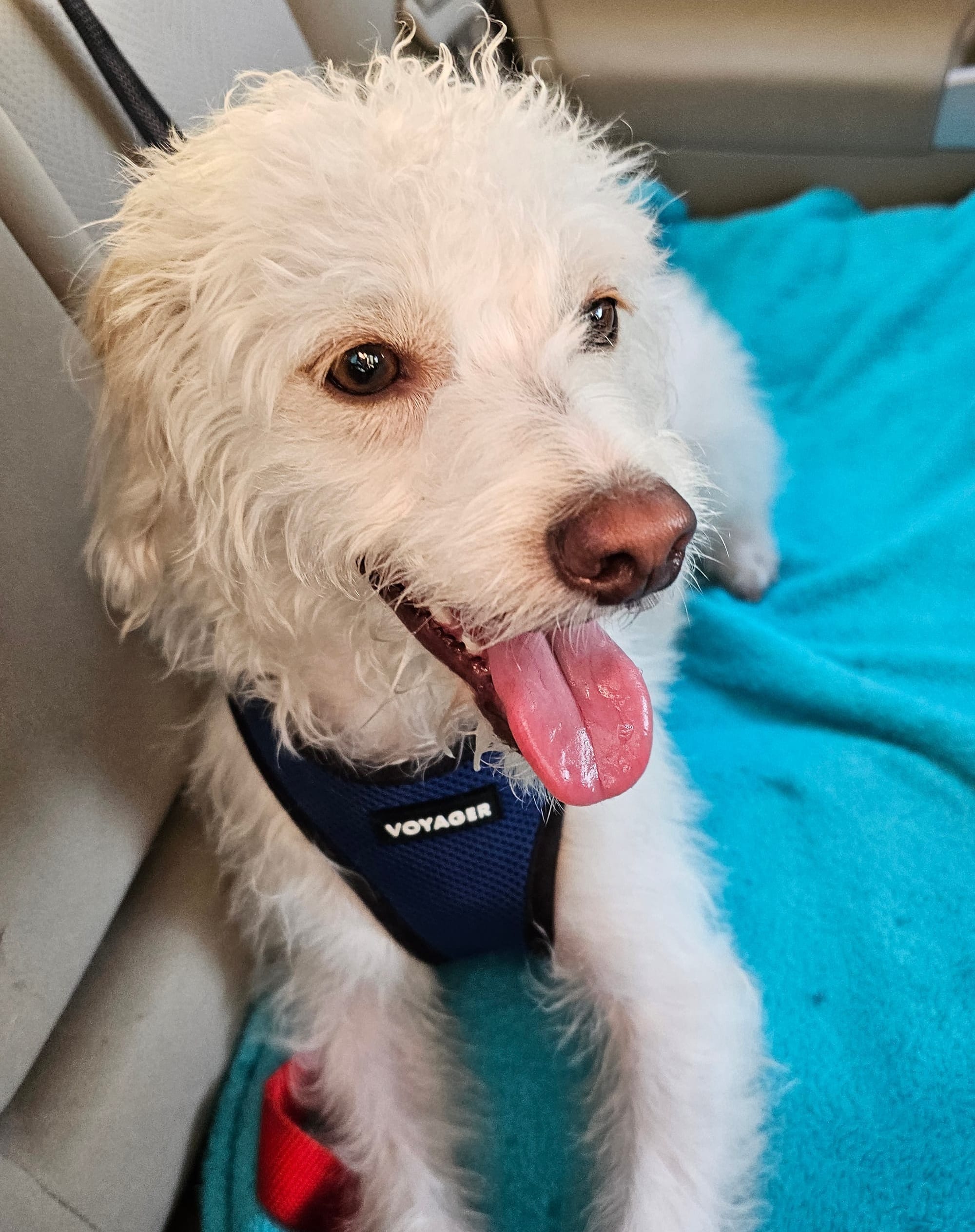 Oliver, a cream colored dog with tan ears. He is sitting in a car panting, with eyes wide.