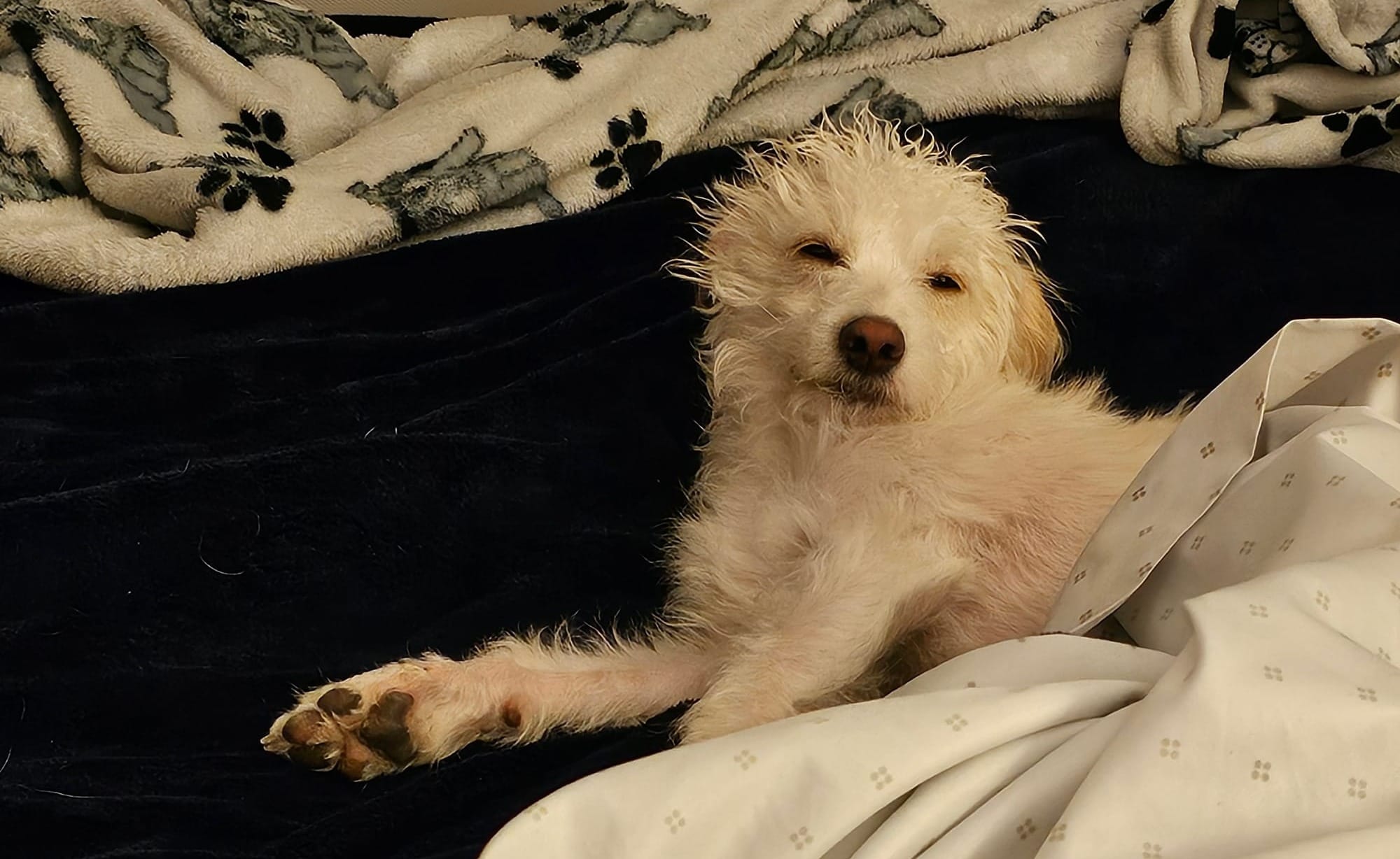 Oliver being woken up from a nap. His hair is ruffled and eyes are nearly closed with his head slightly raised. He looks extremely annoyed.