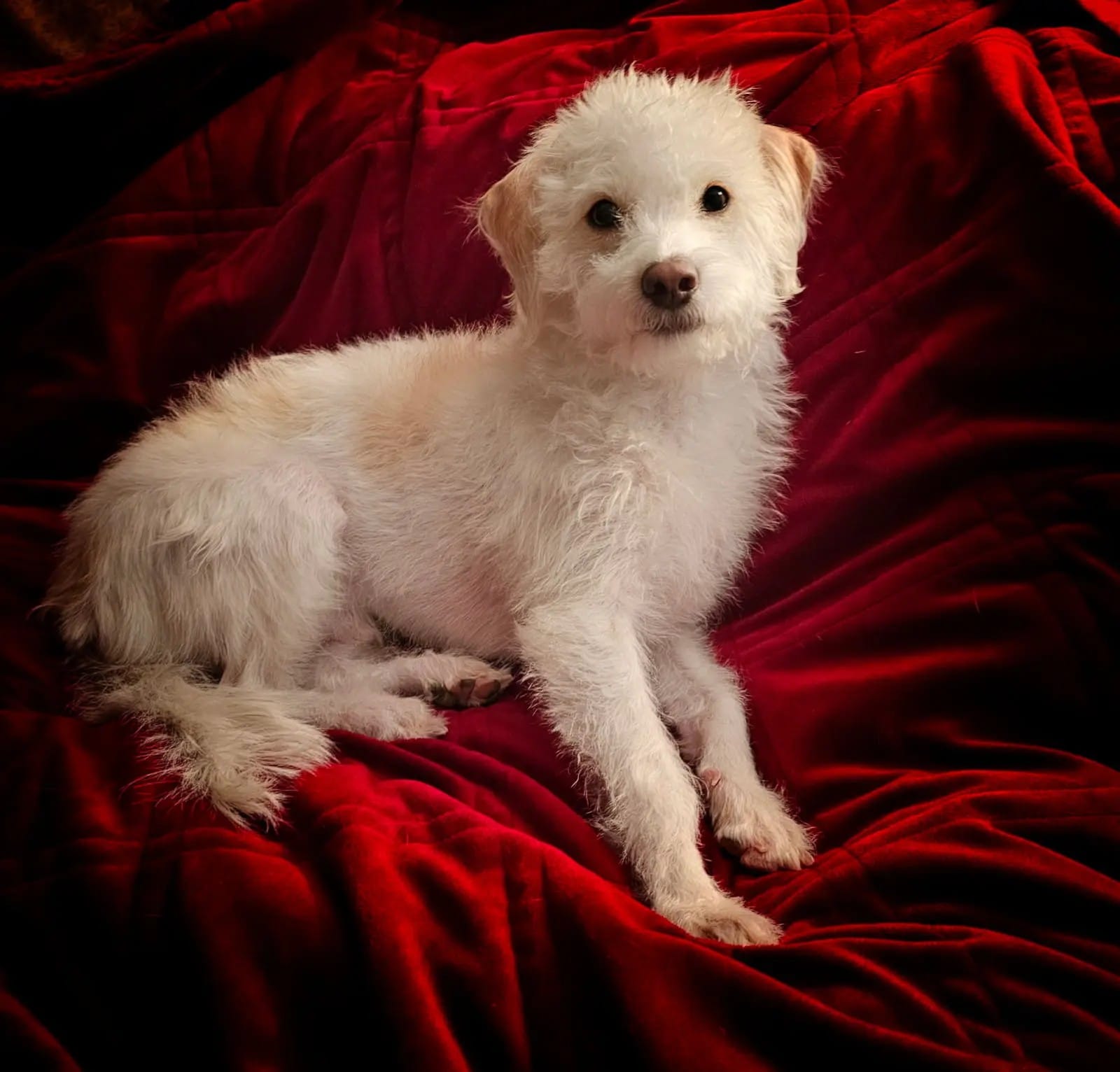 Oliver, a cream colored small dog with tan ears and tan markings on his back, sits on a red blanket and stares soulfully into the camera.