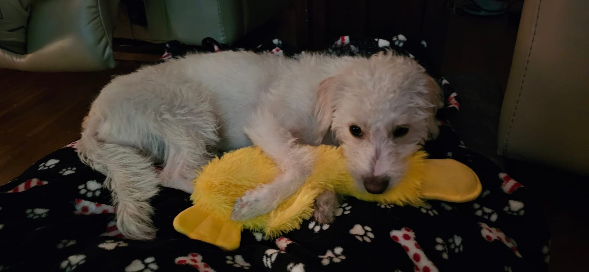 Oliver, a cream colored dog with tan ears, lays holding a bright yellow duck in his mouth.
