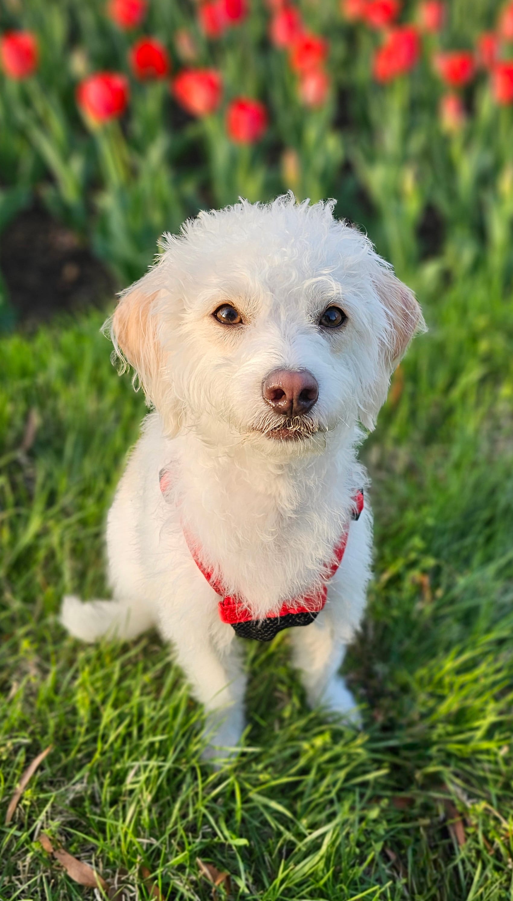 Oliver, a white dog with tan ears, sits in front of red tulips in the evening.