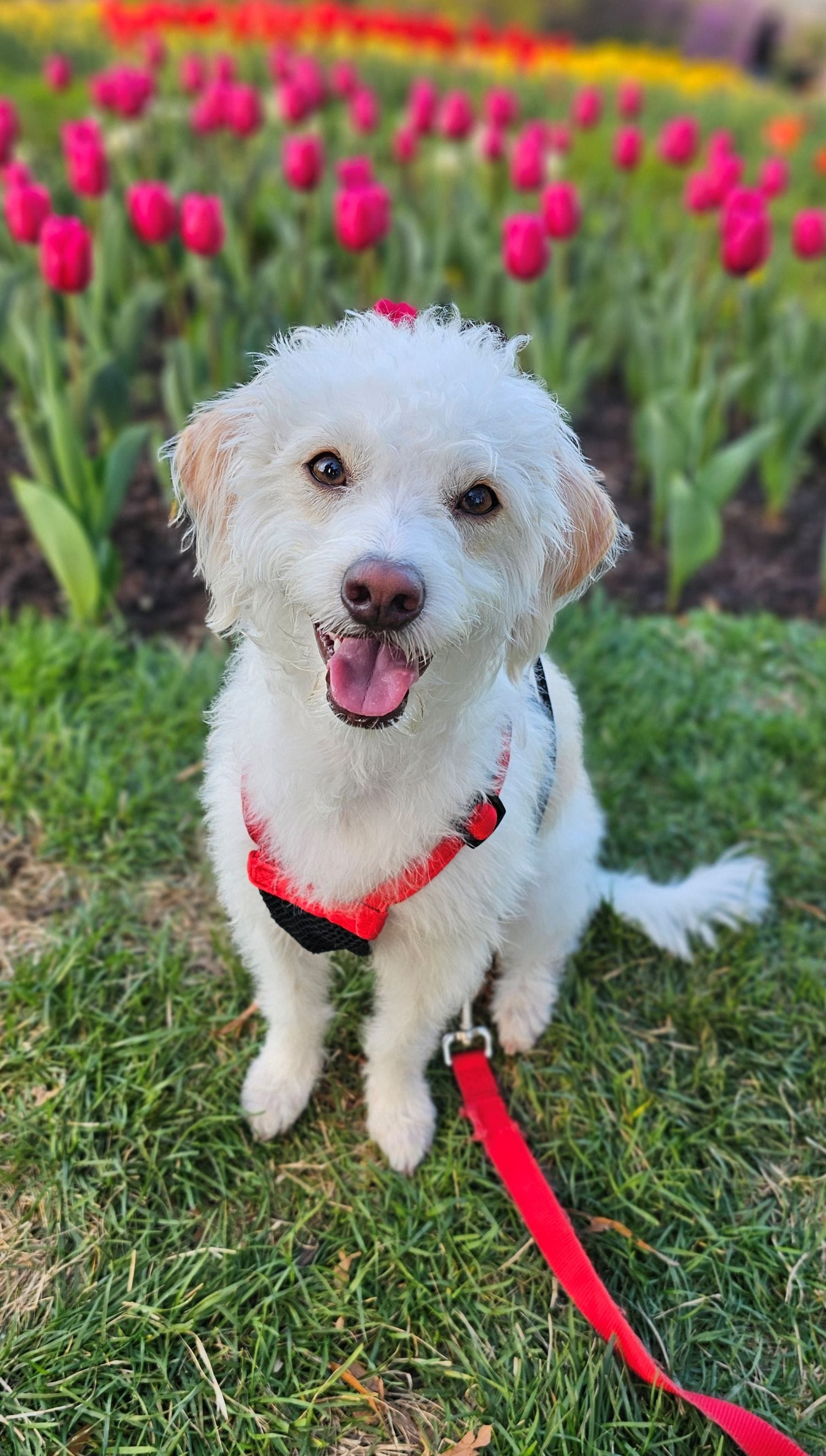 Oliver, a cream colored small dog with tan ears, sits happily in front of a field of tulips. 