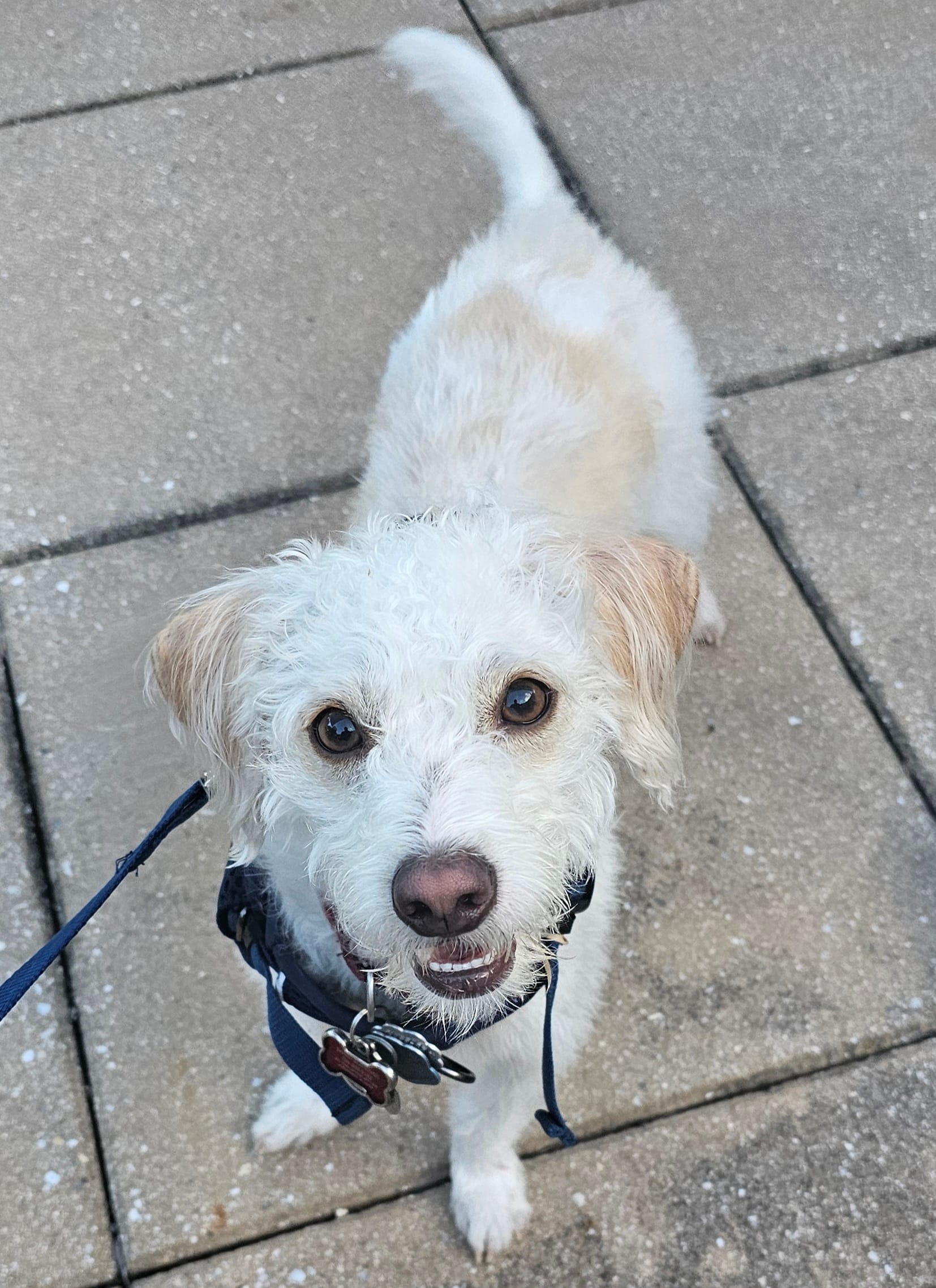 Oliver, a white dog with tan ears and tan markings on his back, smiles up at the camera