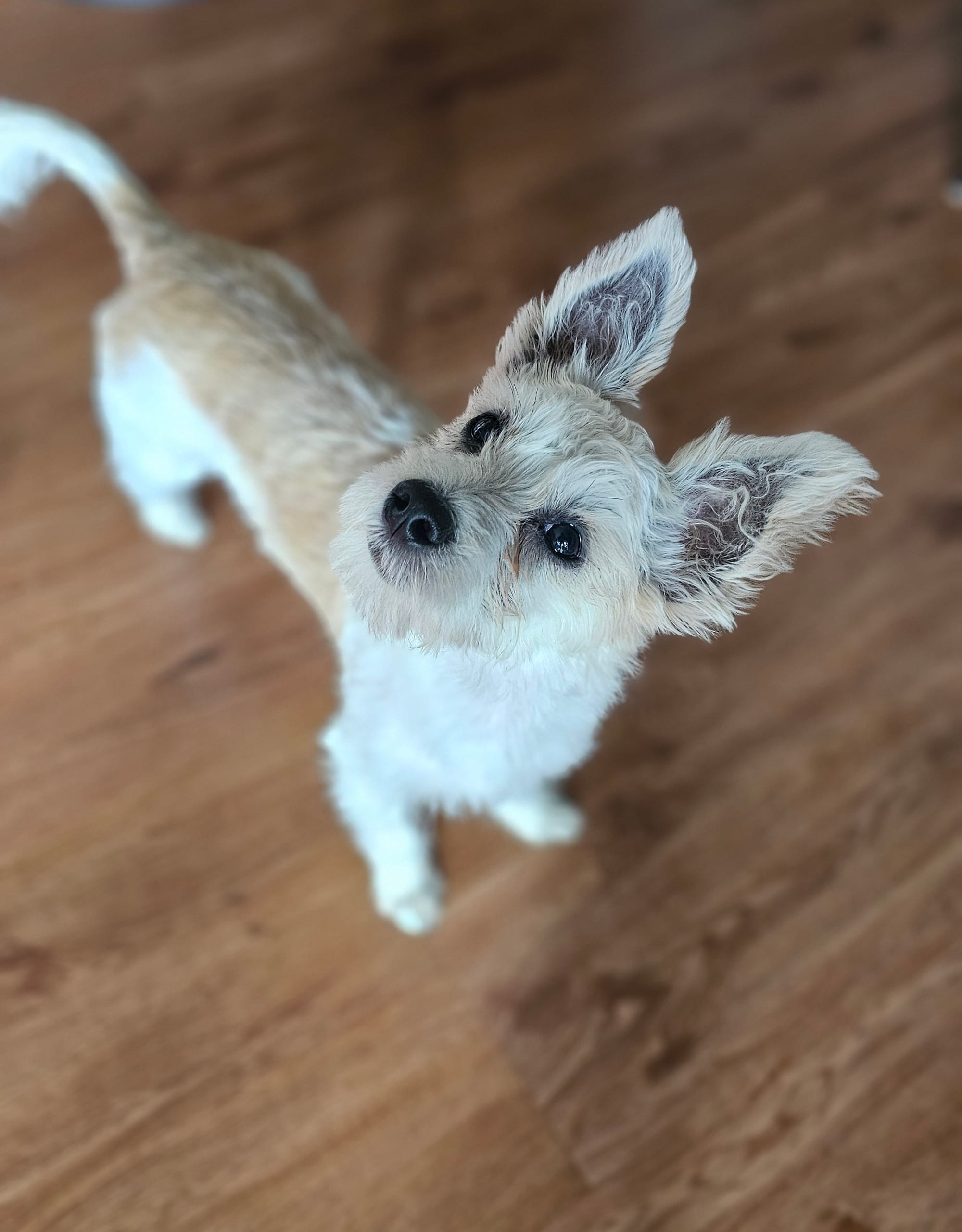 Oscar, a small 5 month old mixed breed puppy. He has large, furry ears that stand straight up and he is cream with tan markings on his back. His head is cocked to the side as he stares up at the camera. 