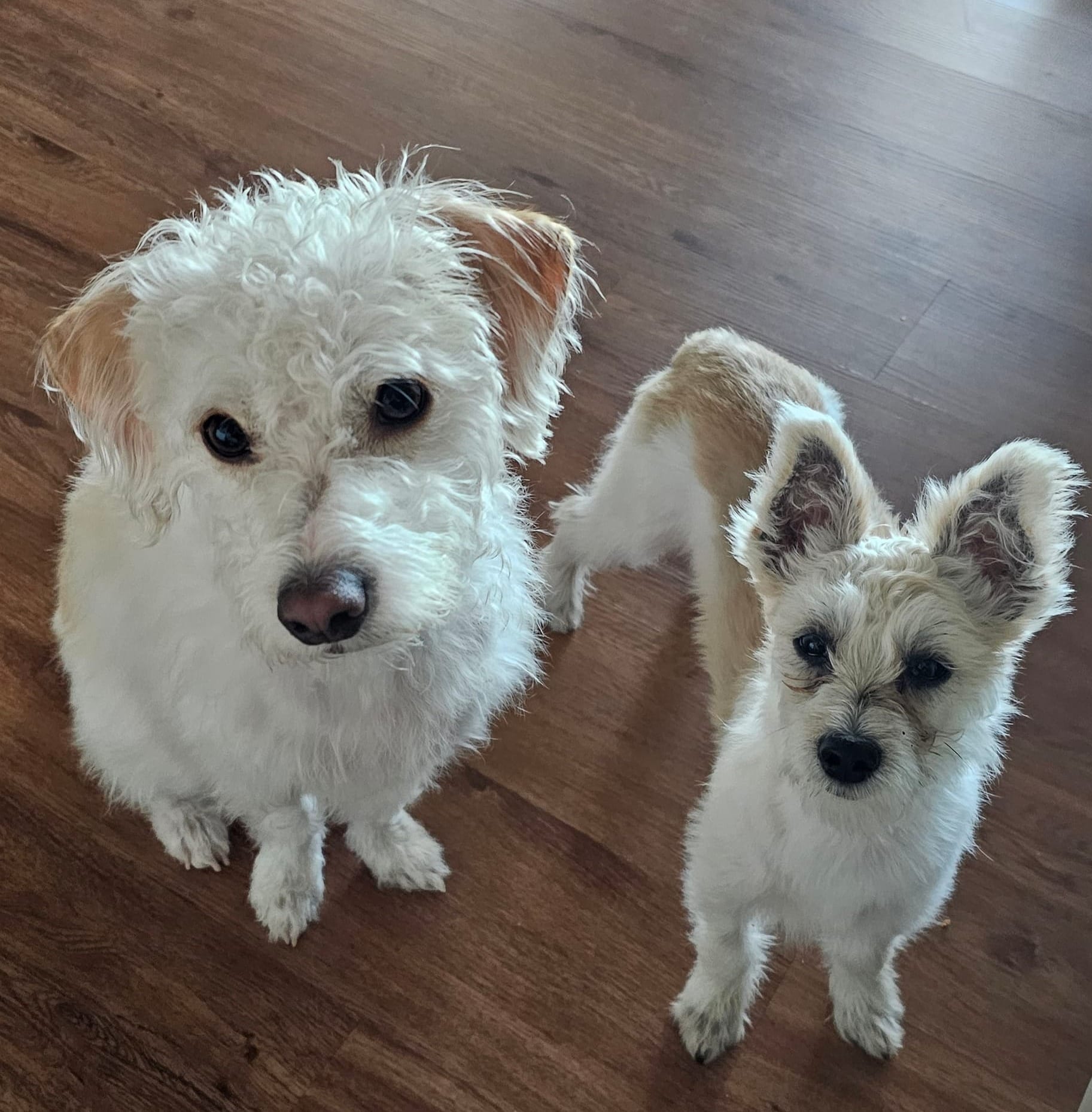 Oliver, a scruffy white dog with tan floppy ears, sits next to Oscar, a small cream and tan colored puppy with fuzzy ears that stand straight up.